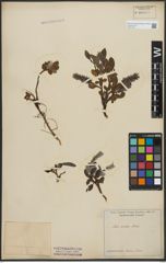 Foto von Salix arctica Pall.
